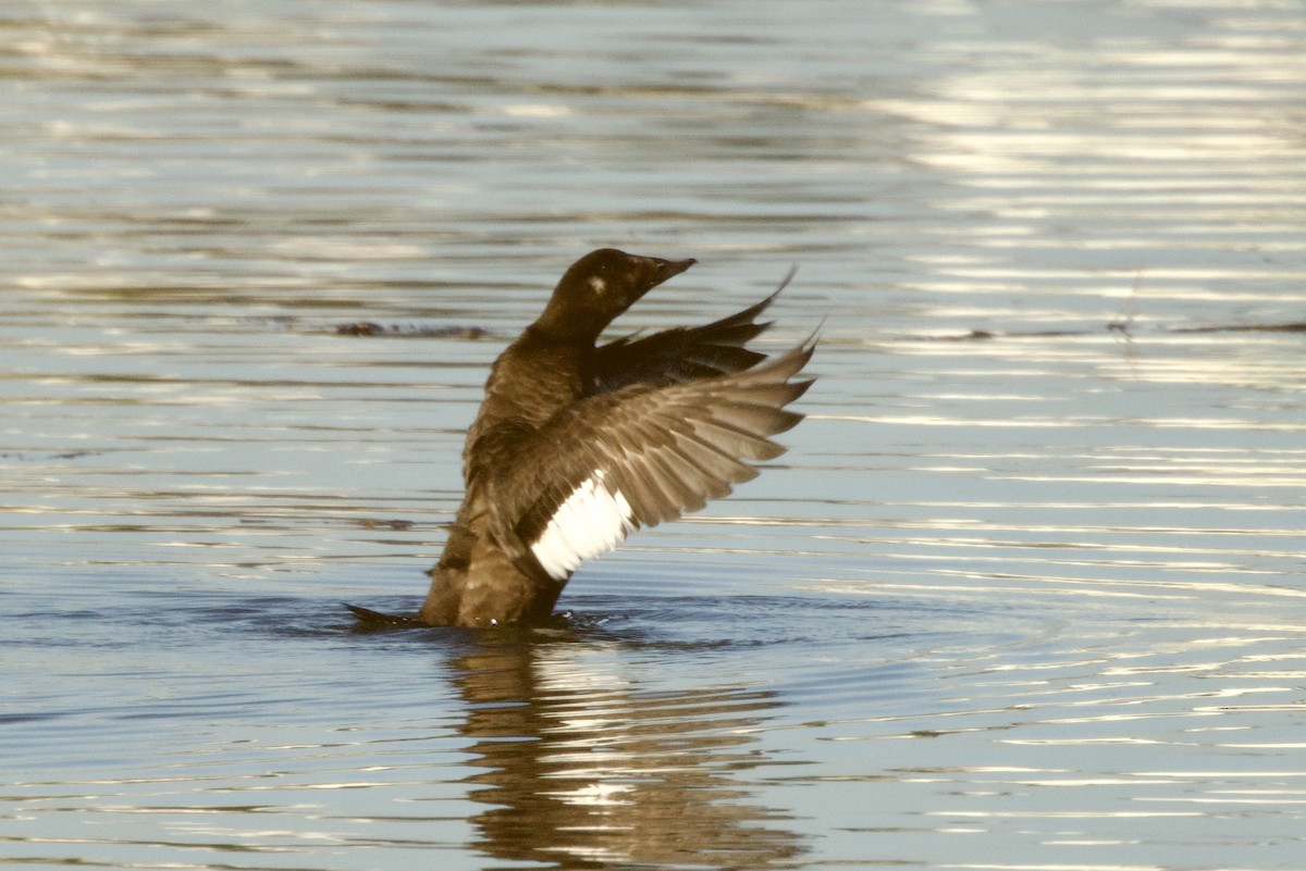 White-winged Scoter - ML646250043