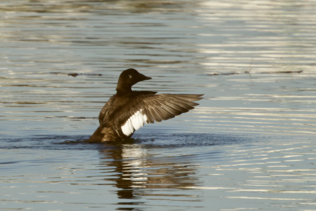 White-winged Scoter - ML646250044