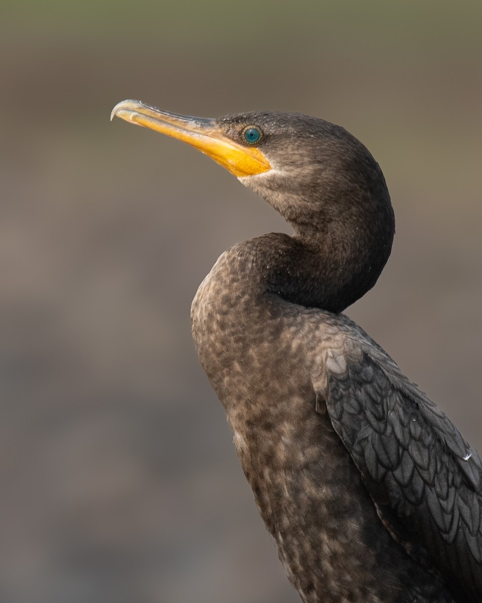 Humboldtscharbe - ML646250045