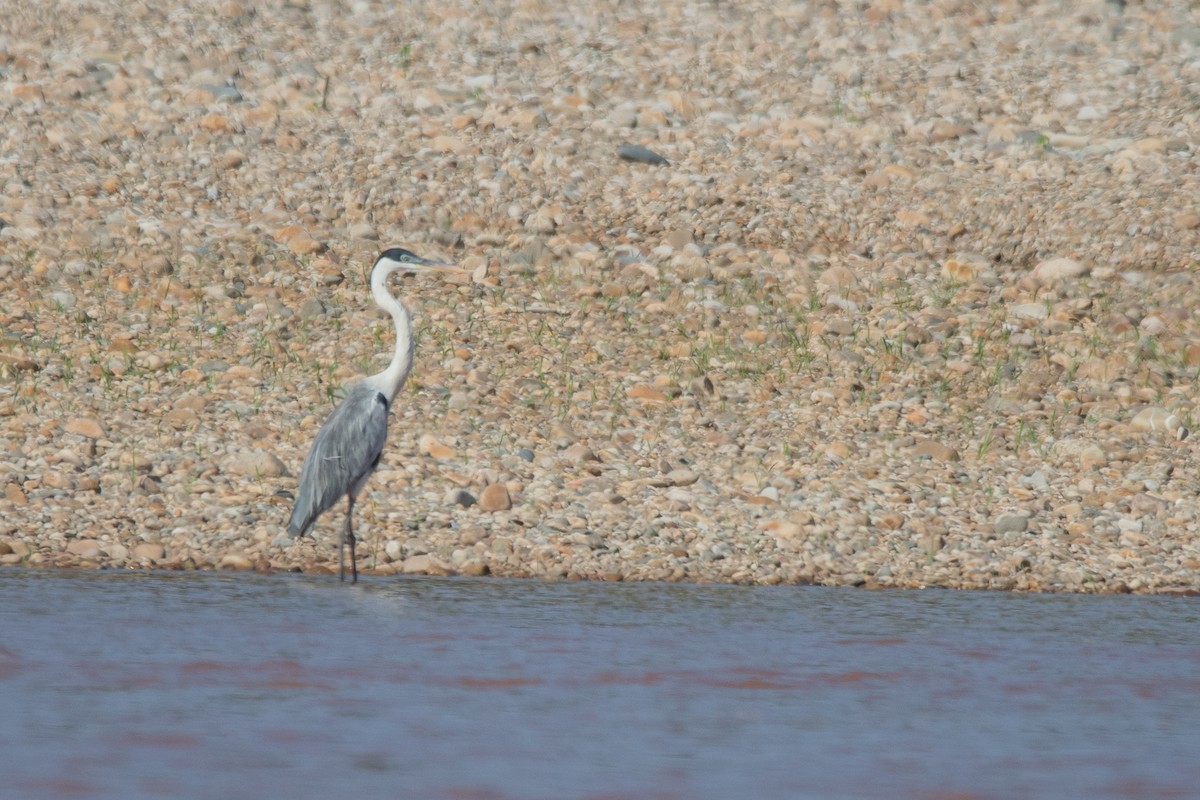 Cocoireiher - ML646250046