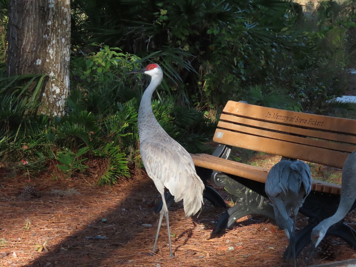 Kanadakranich - ML646250047