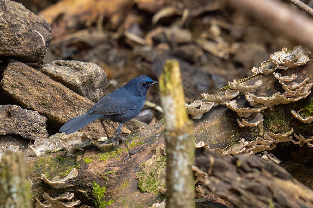 Blauschmätzer - ML646250048