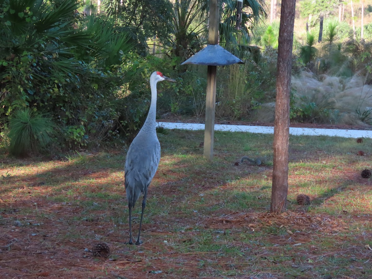 Kanadakranich - ML646250049