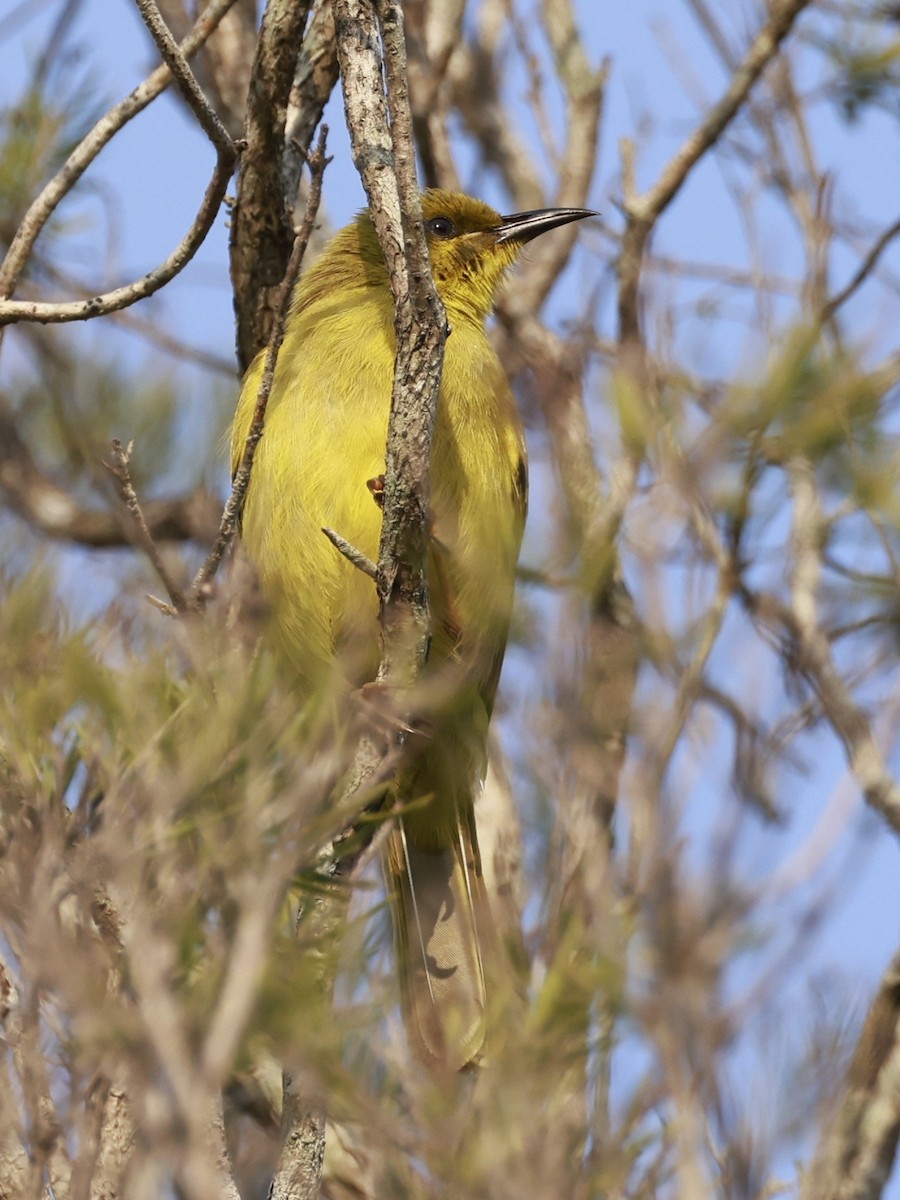 Zitronenhonigfresser - ML646250050