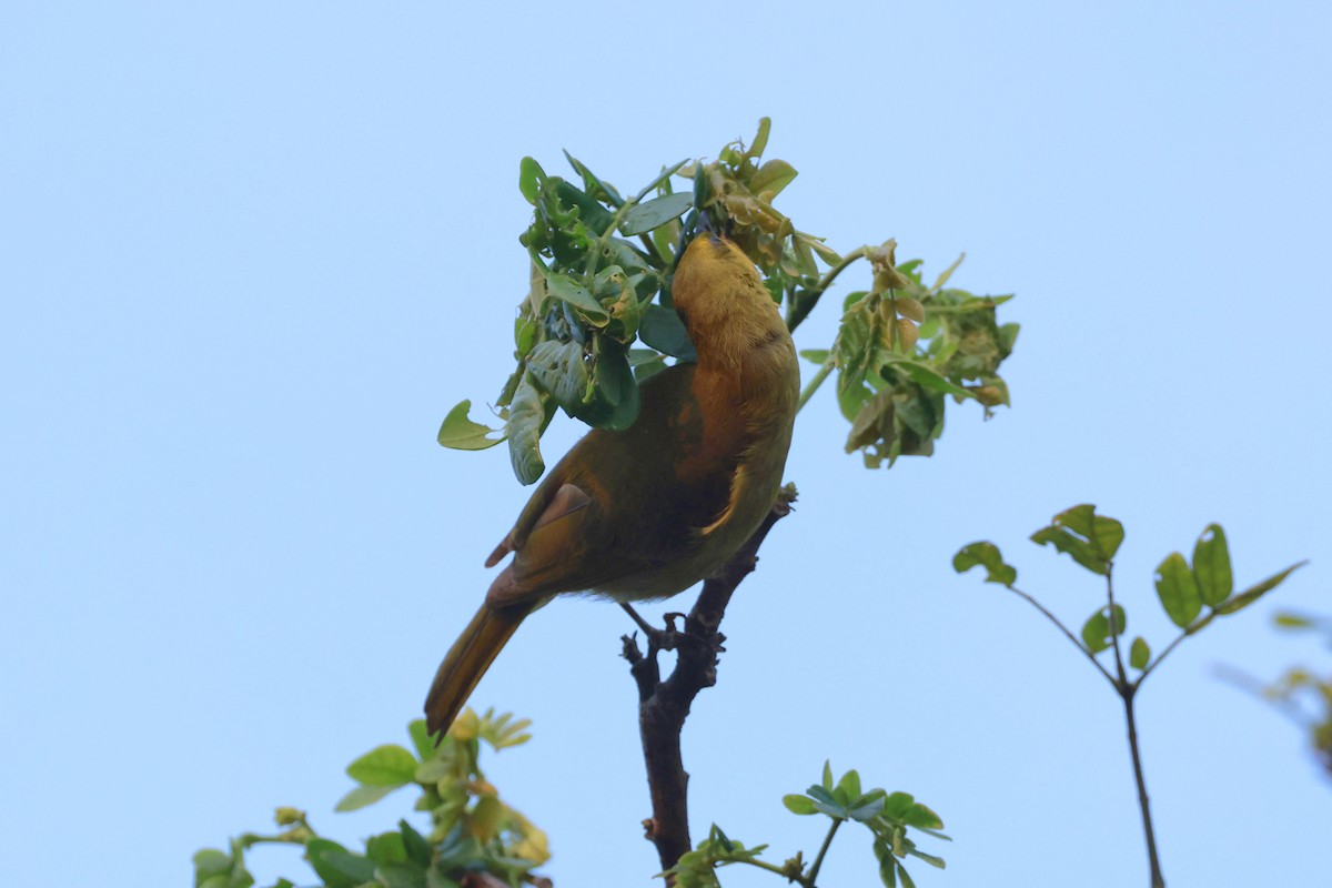 Zitronenhonigfresser - ML646250051