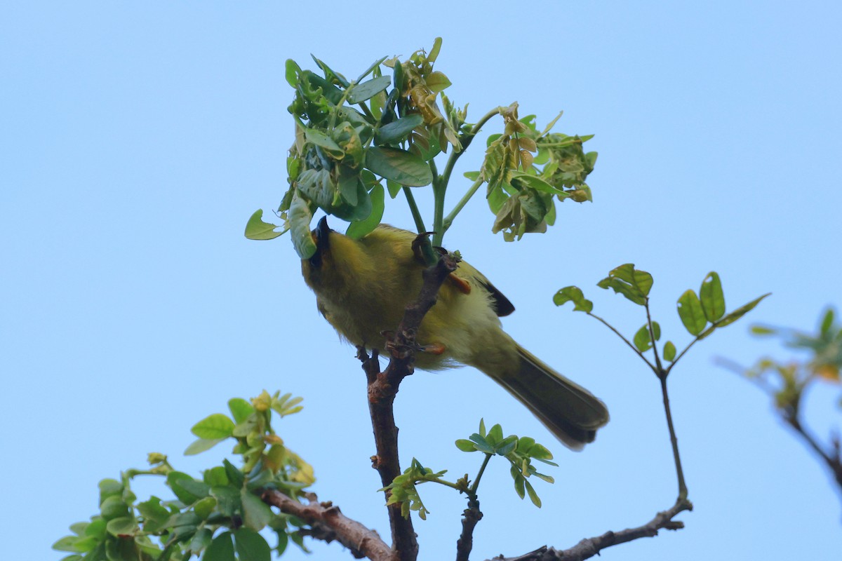 Zitronenhonigfresser - ML646250052