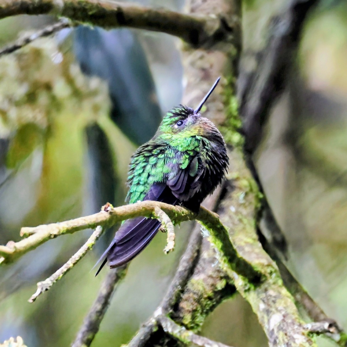 Violettkehl-Höschenkolibri - ML646250053