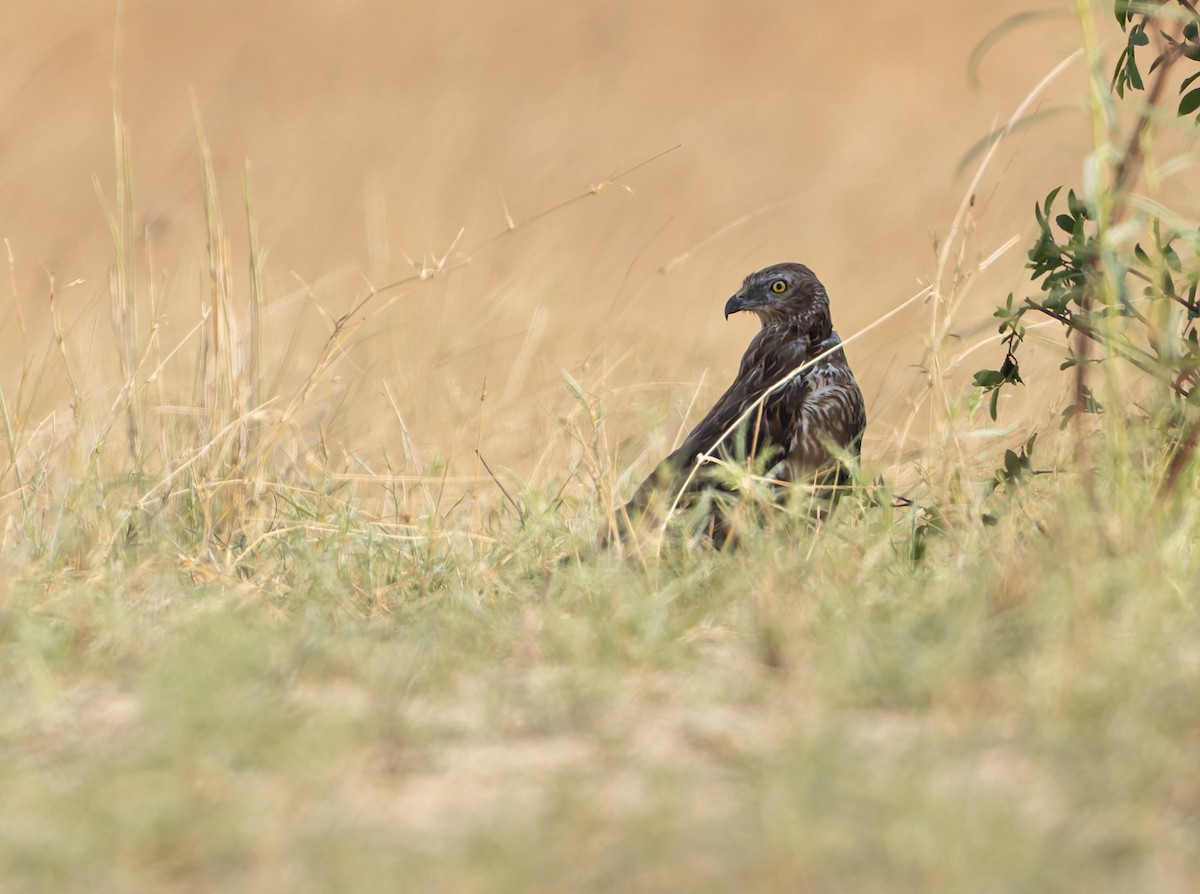 Rohr-/Froschweihe - ML646250054