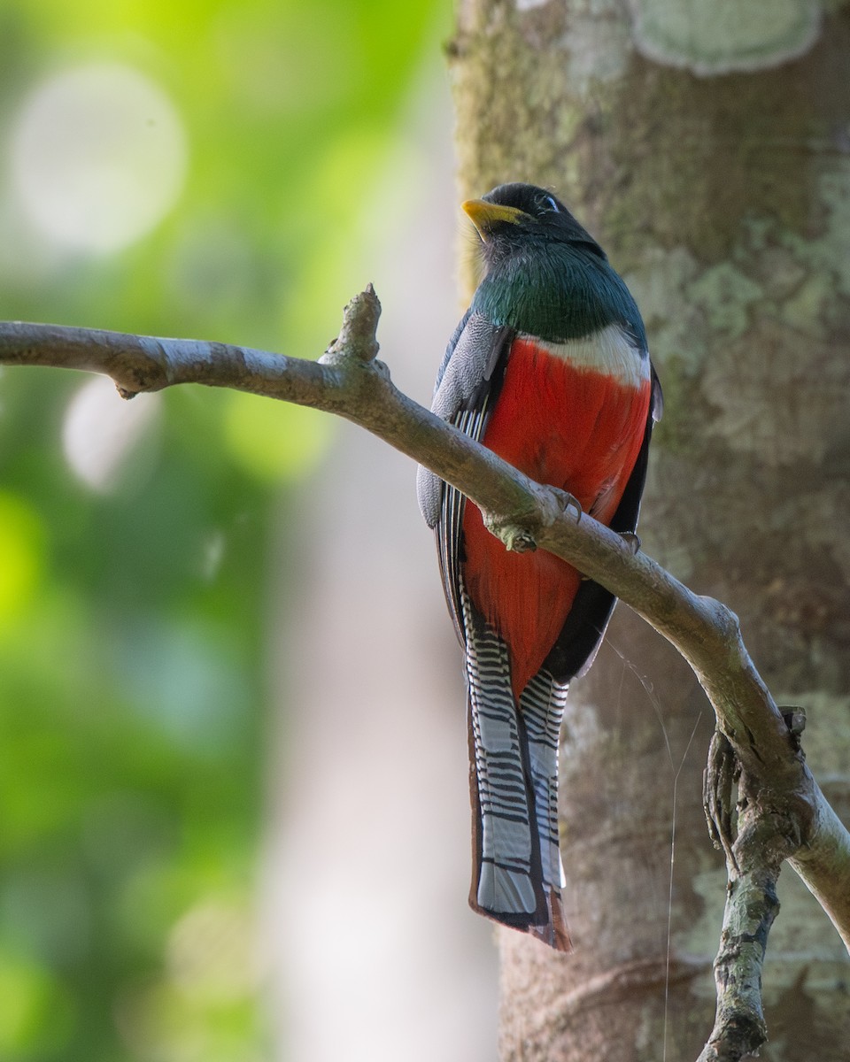 Collared Trogon - ML646250055