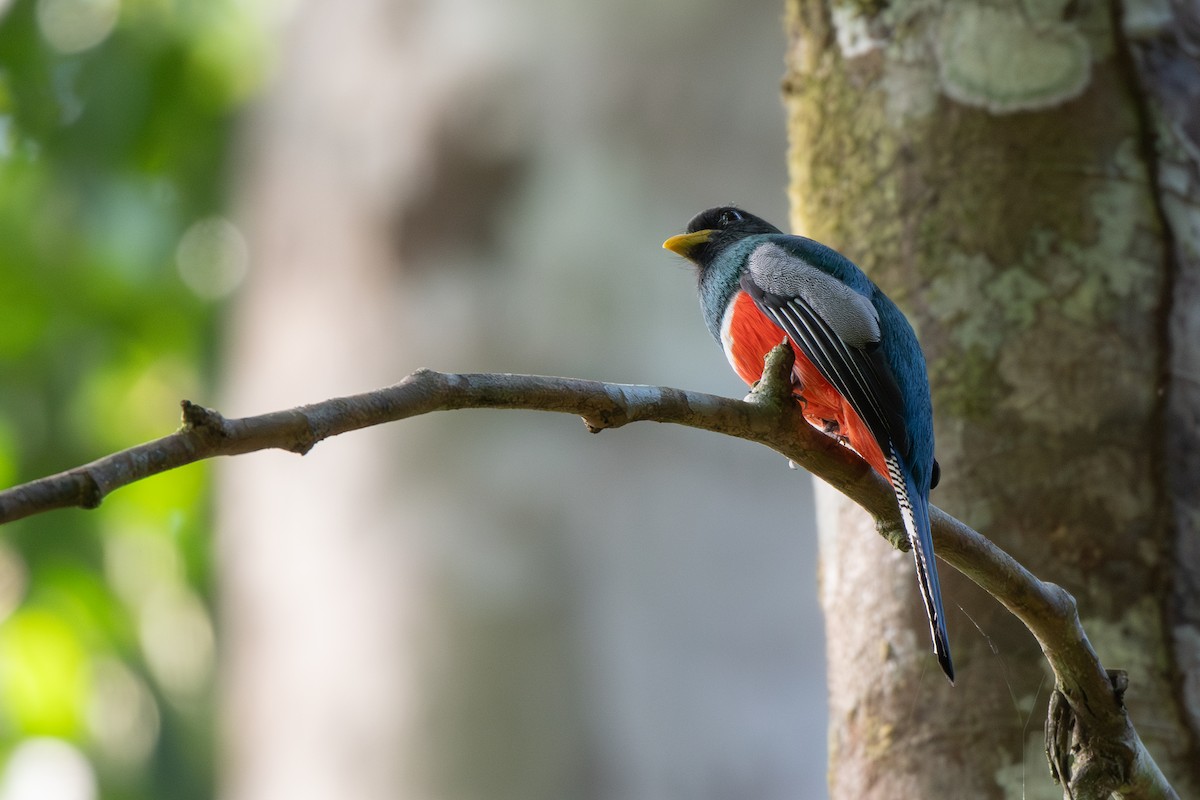 Collared Trogon - ML646250056
