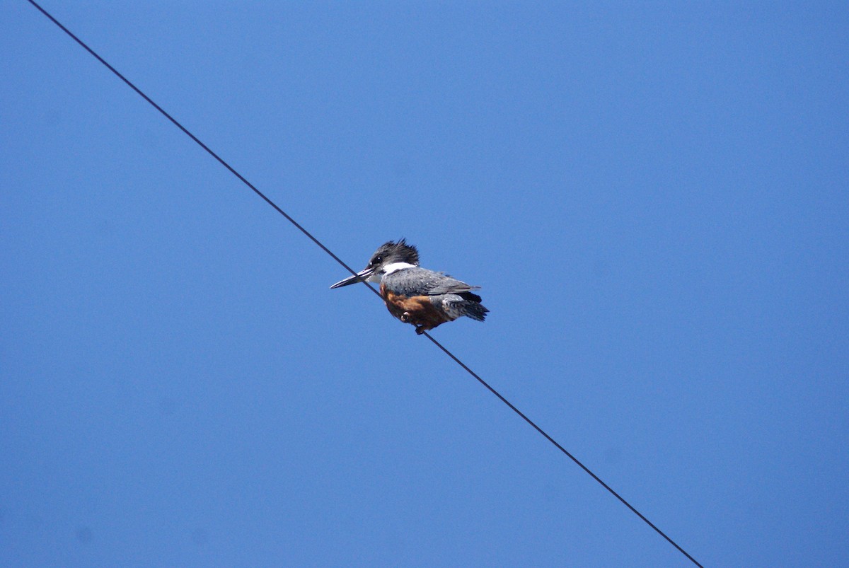 Rotbrustfischer - ML646250057