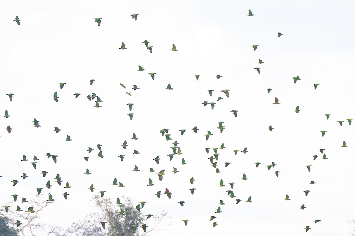 Blue-headed Parrot - ML646250058