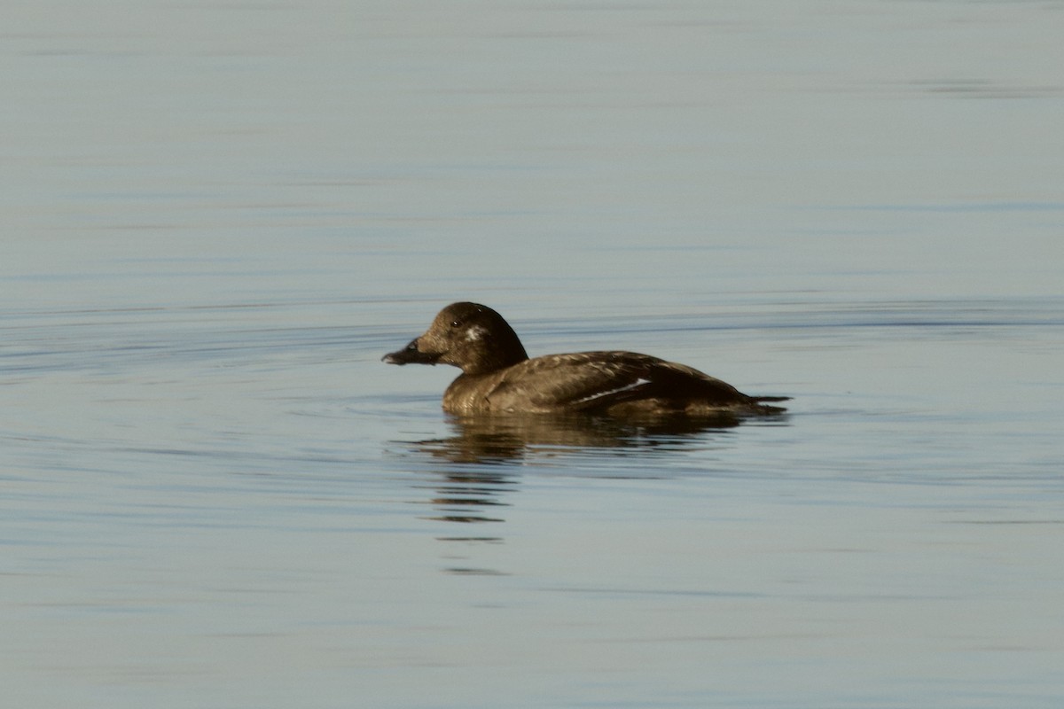 White-winged Scoter - ML646250059