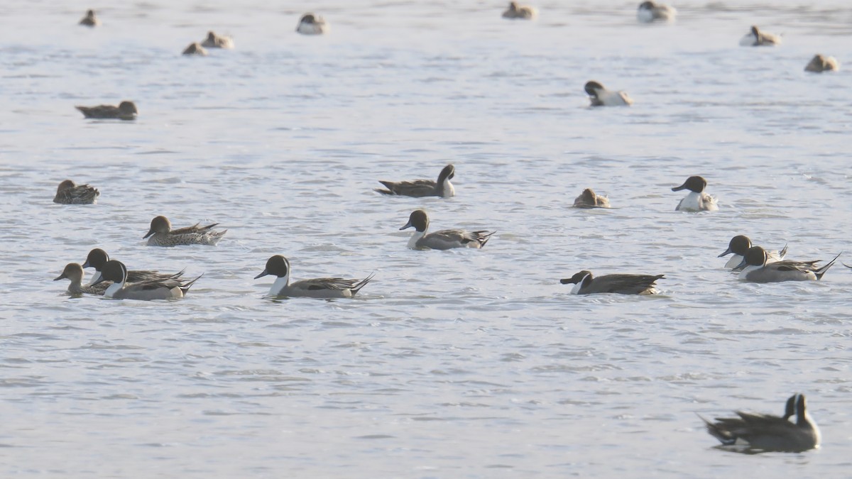 Spießente - ML646250061