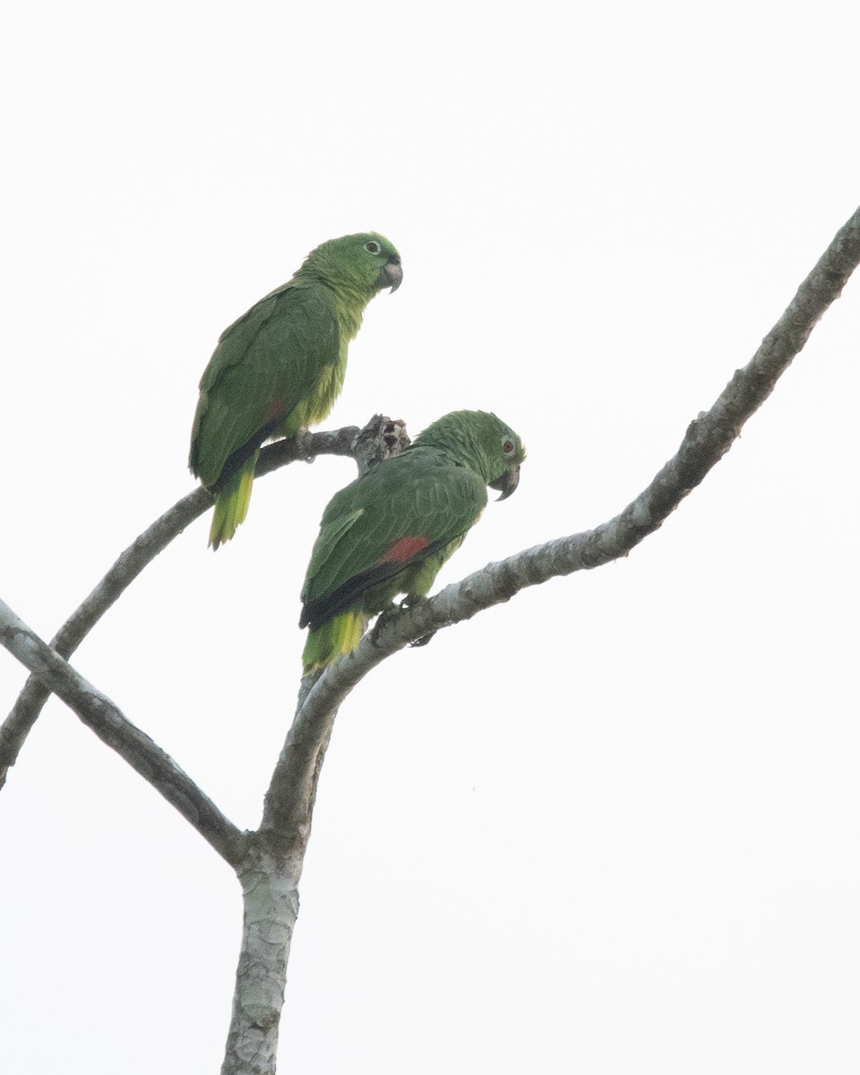 Yellow-crowned Amazon - ML646250062