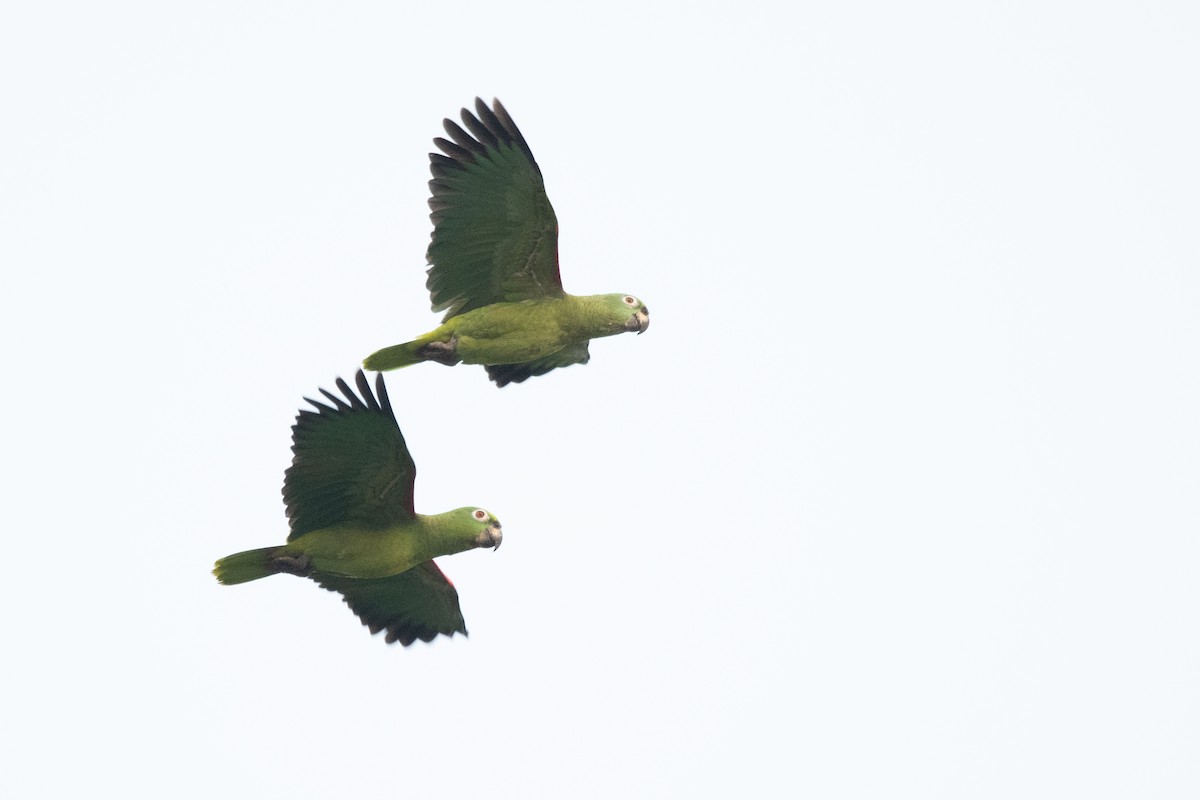 Yellow-crowned Amazon - ML646250063