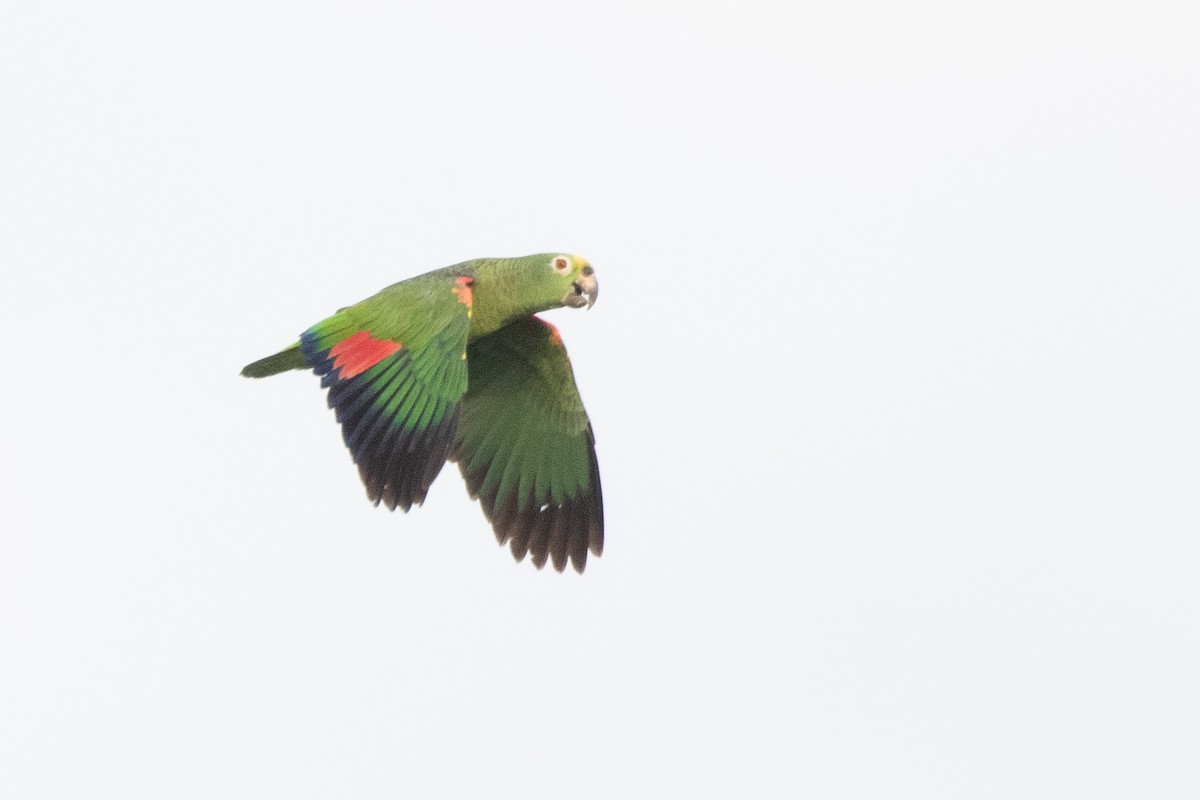 Yellow-crowned Amazon - ML646250064