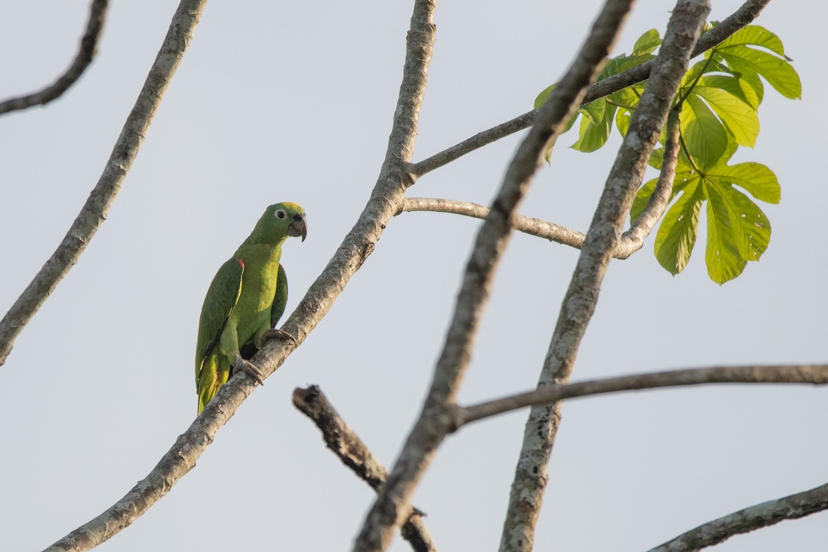 Yellow-crowned Amazon - ML646250065