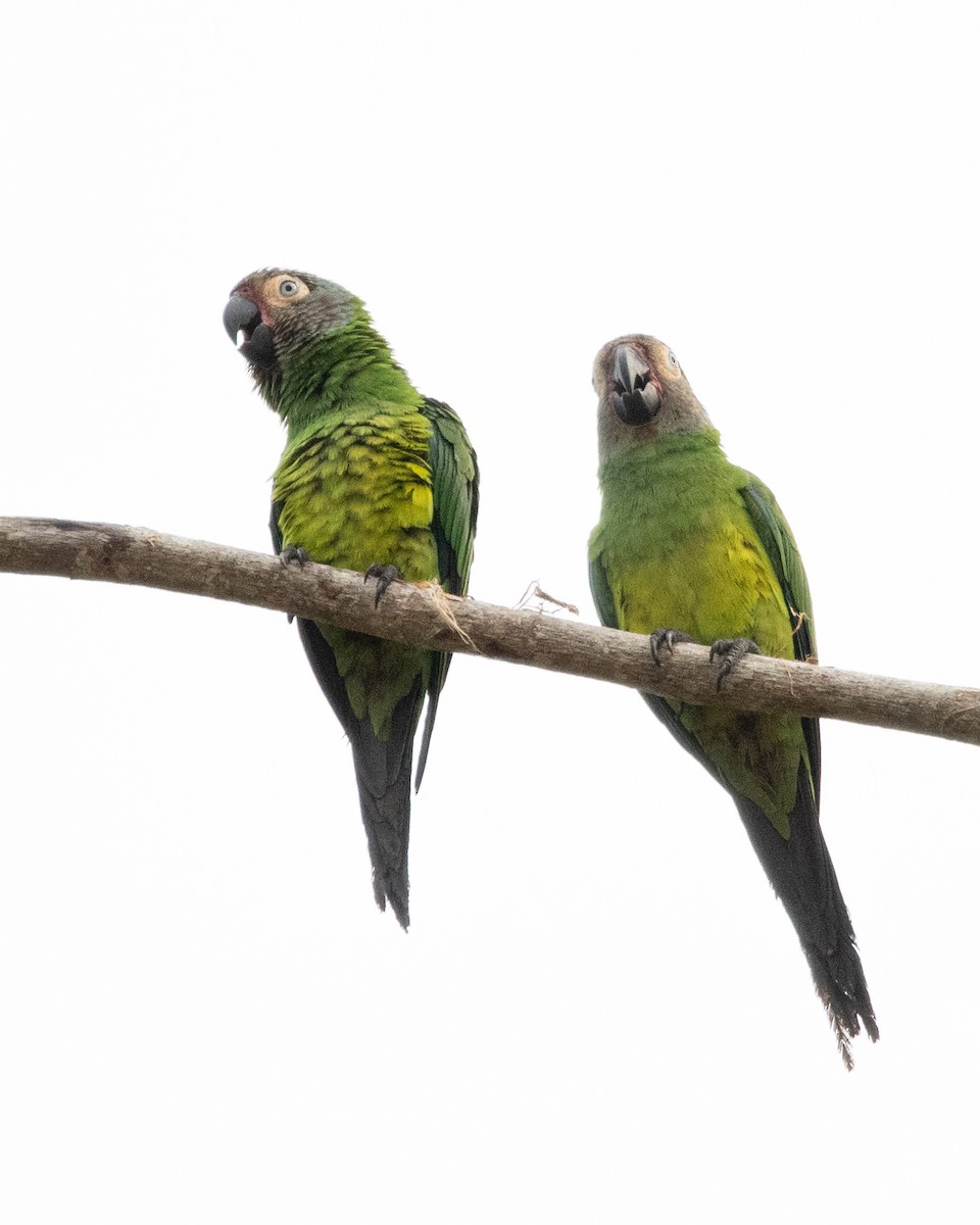 Dusky-headed Parakeet - ML646250070