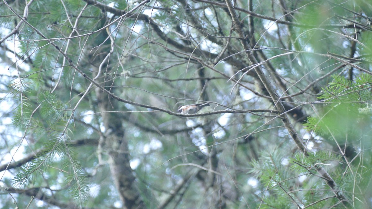 Rotrückenmeise - ML646250072