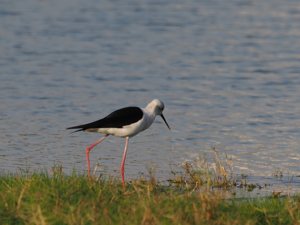 Stelzenläufer - ML646250075