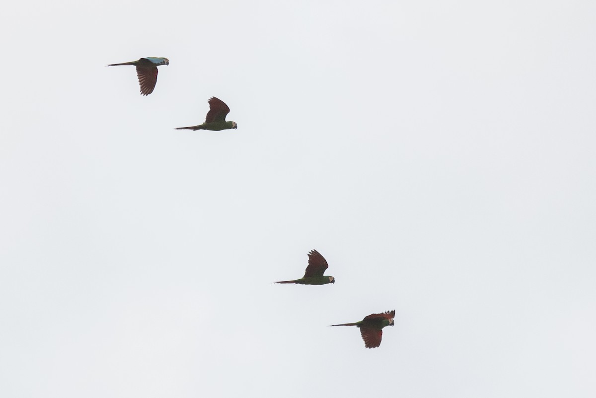 Chestnut-fronted Macaw - ML646250076