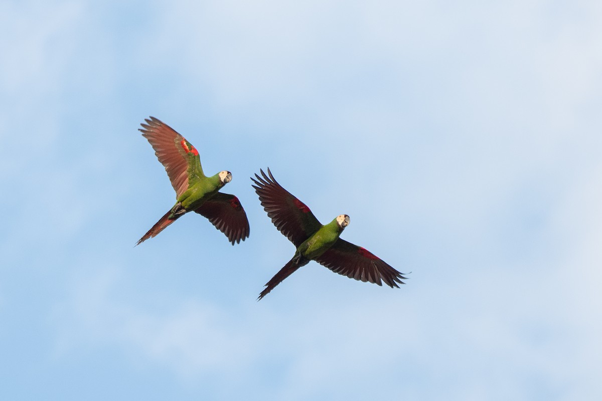 Chestnut-fronted Macaw - ML646250077
