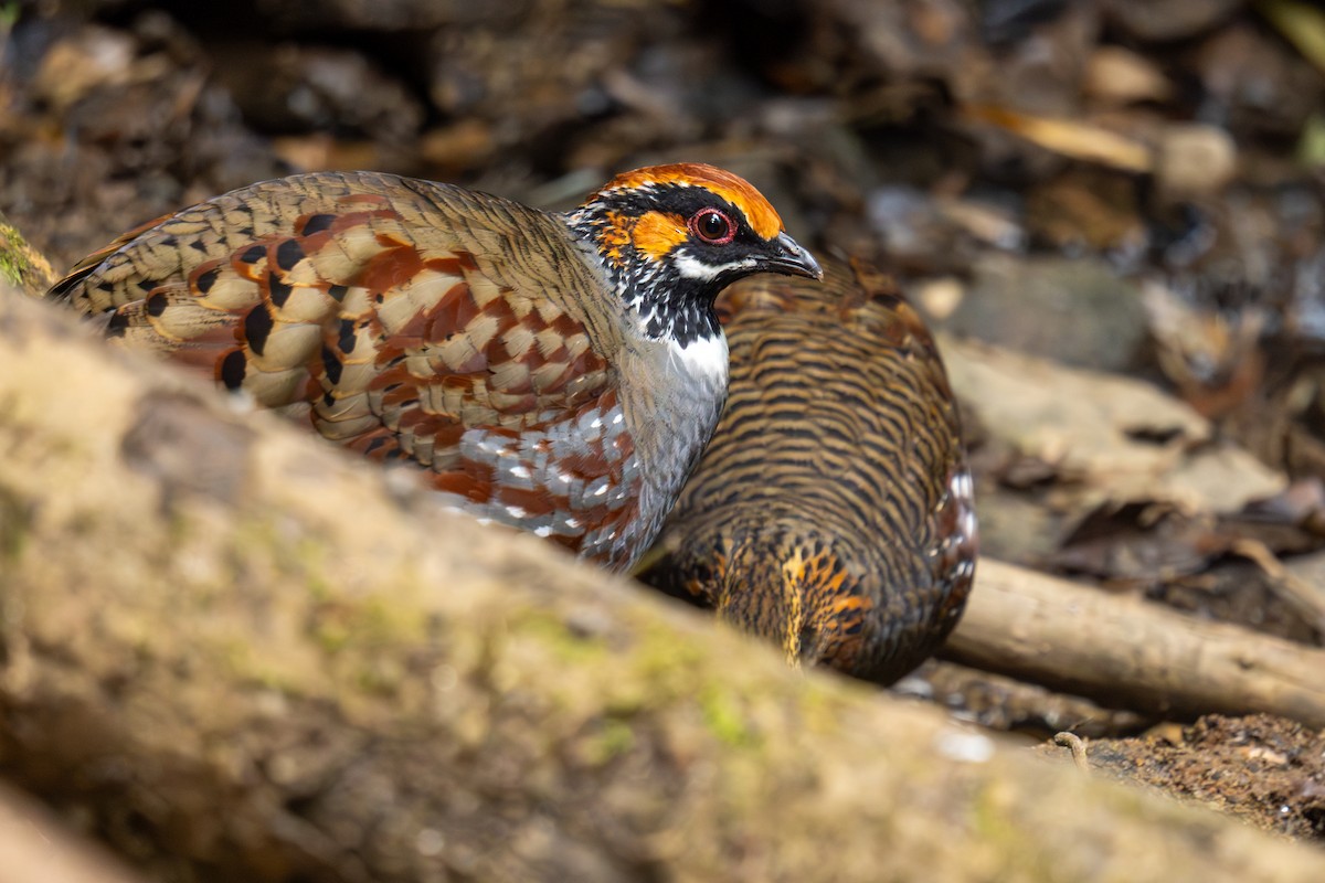 Hügelbuschwachtel - ML646250078