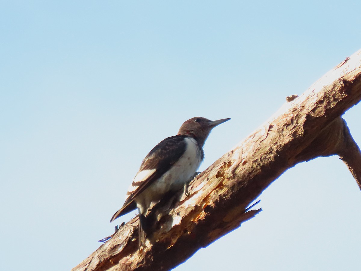 Rotkopfspecht - ML646250079