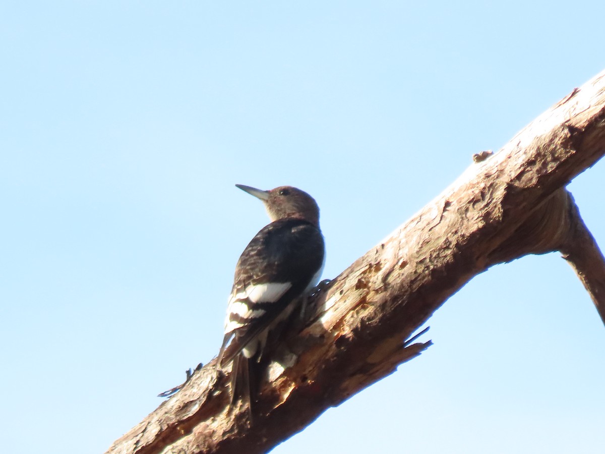Red-headed Woodpecker - ML646250080