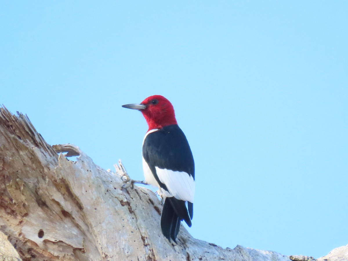 Red-headed Woodpecker - ML646250081