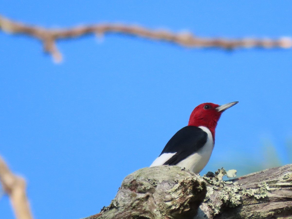 Red-headed Woodpecker - ML646250082