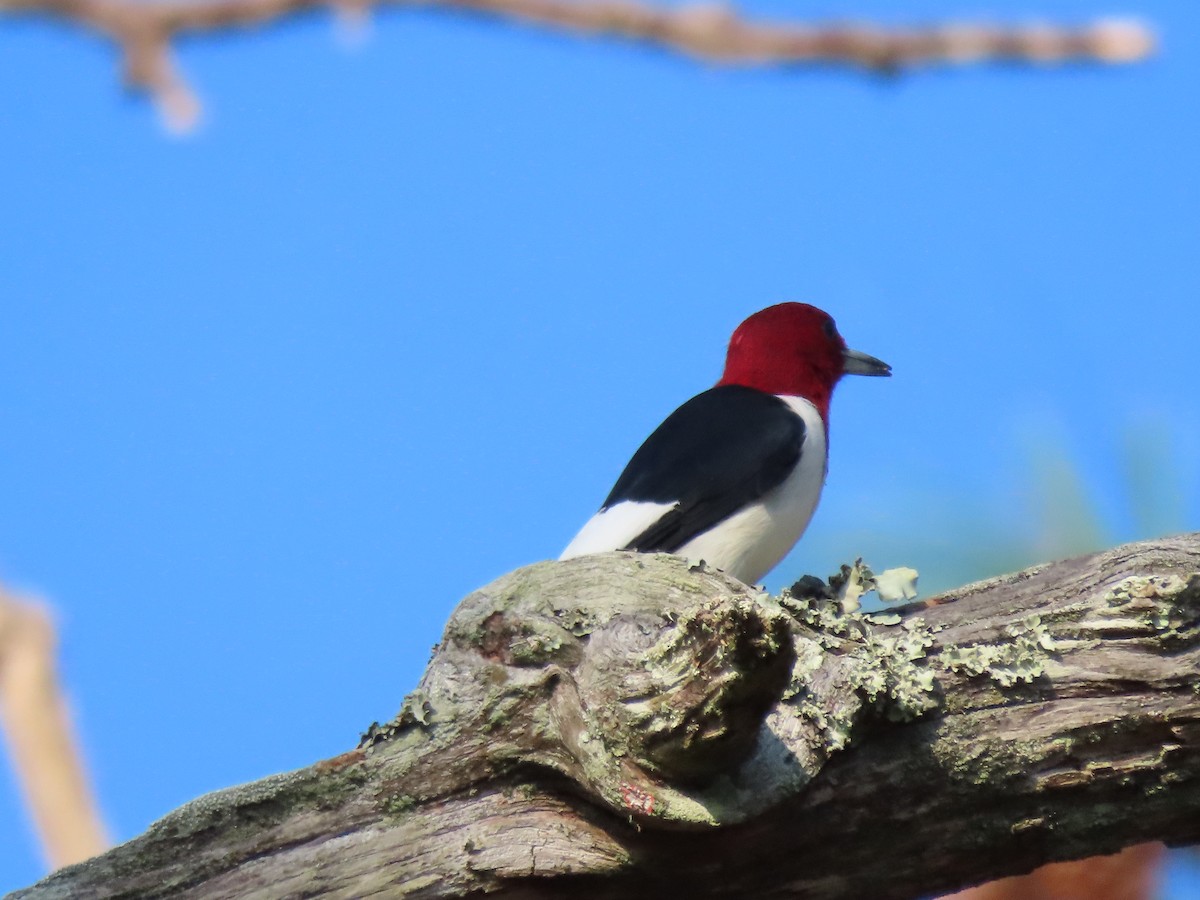 Red-headed Woodpecker - ML646250083
