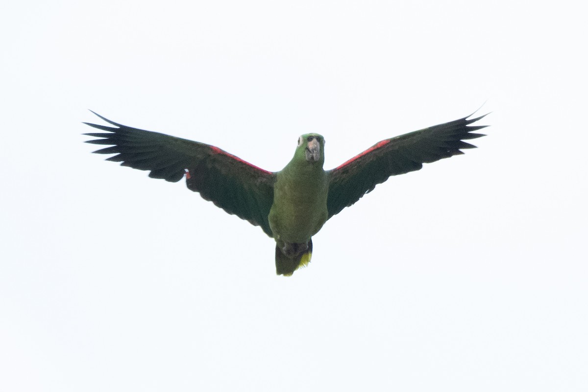 Yellow-crowned Amazon - ML646250093