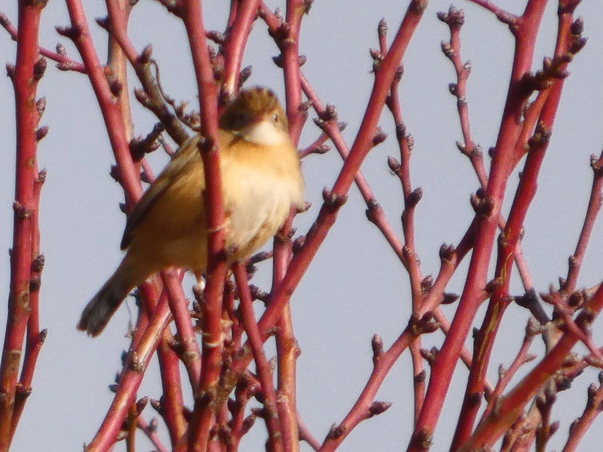 cistussanger - ML646250095