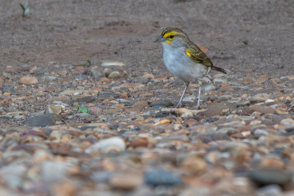 Yellow-browed Sparrow - ML646250097