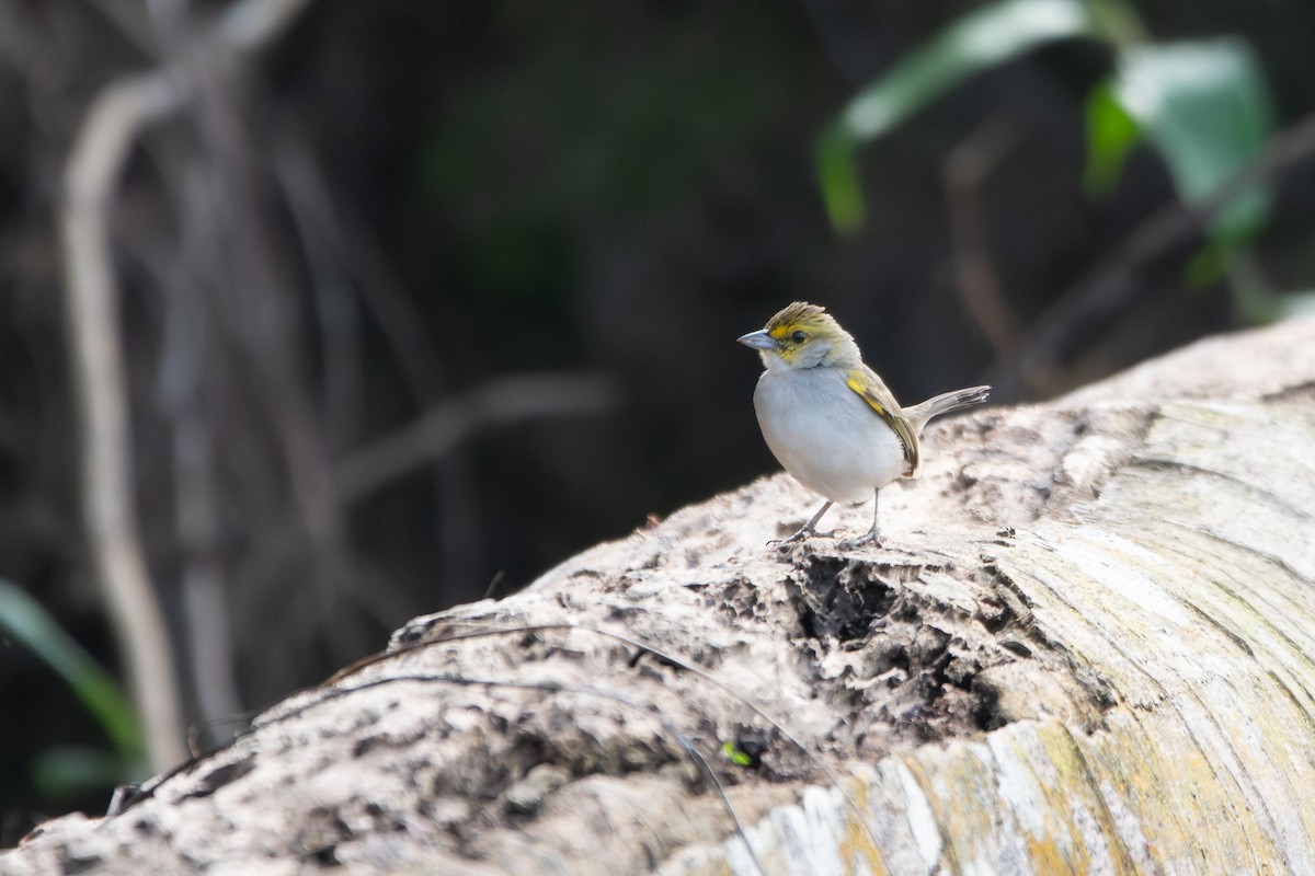 Yellow-browed Sparrow - ML646250098