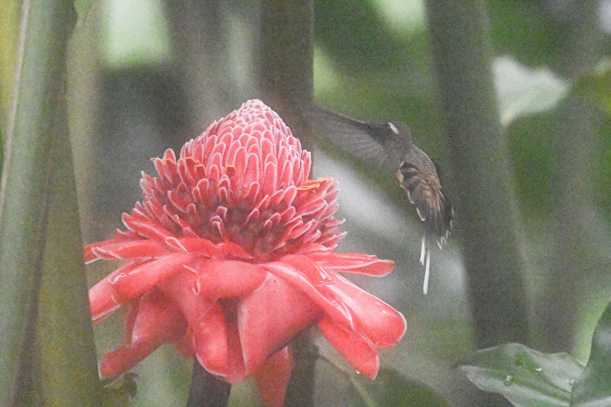 Long-billed Hermit - ML646250100