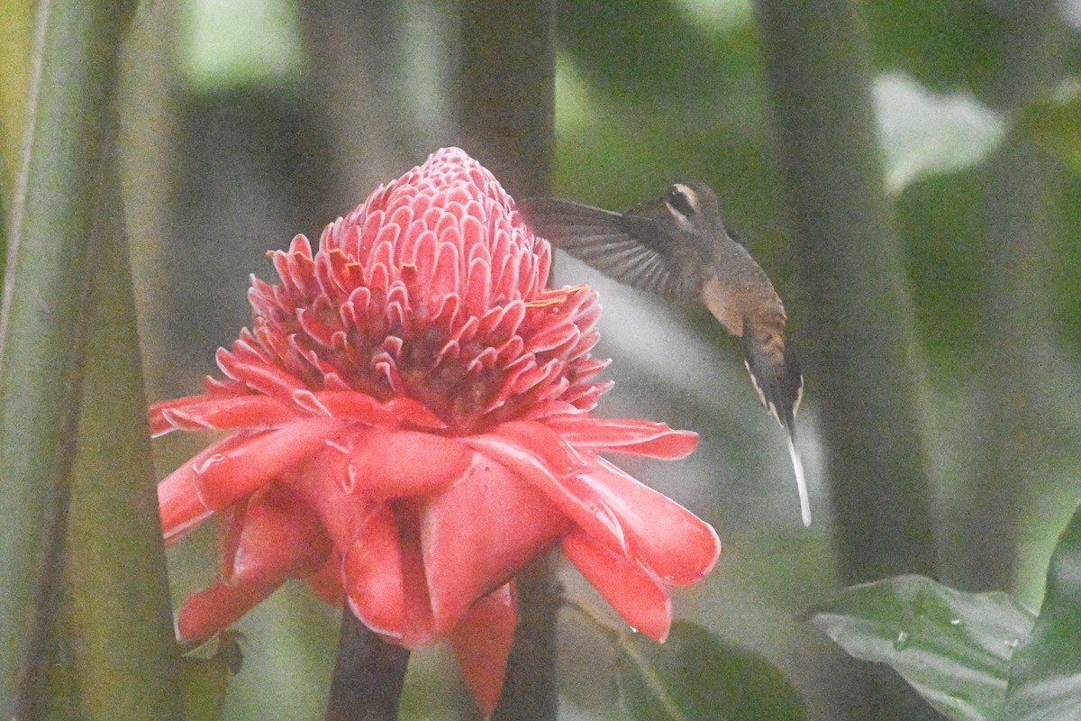 Long-billed Hermit - ML646250101