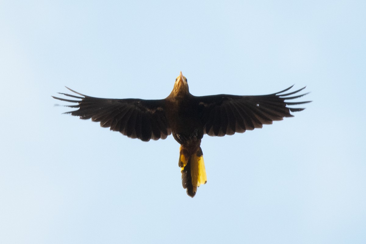 Russet-backed Oropendola - ML646250107
