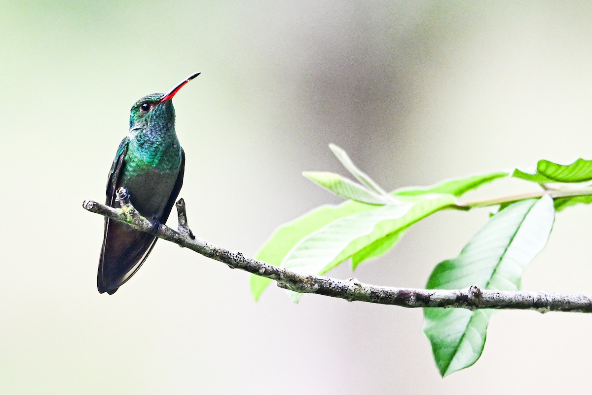 Rufous-tailed Hummingbird - ML646250111