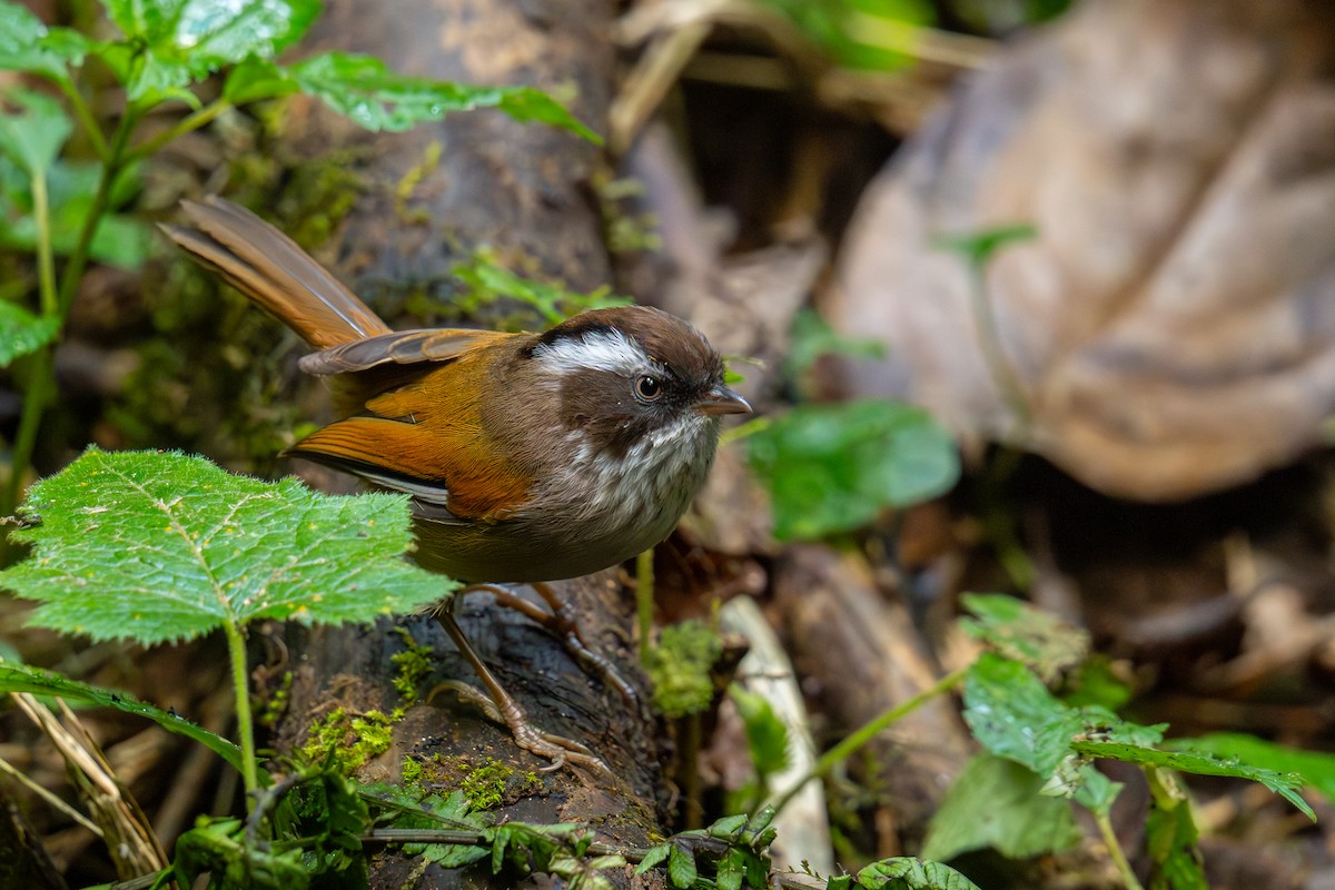 Weißbrauen-Grasmücke - ML646250112