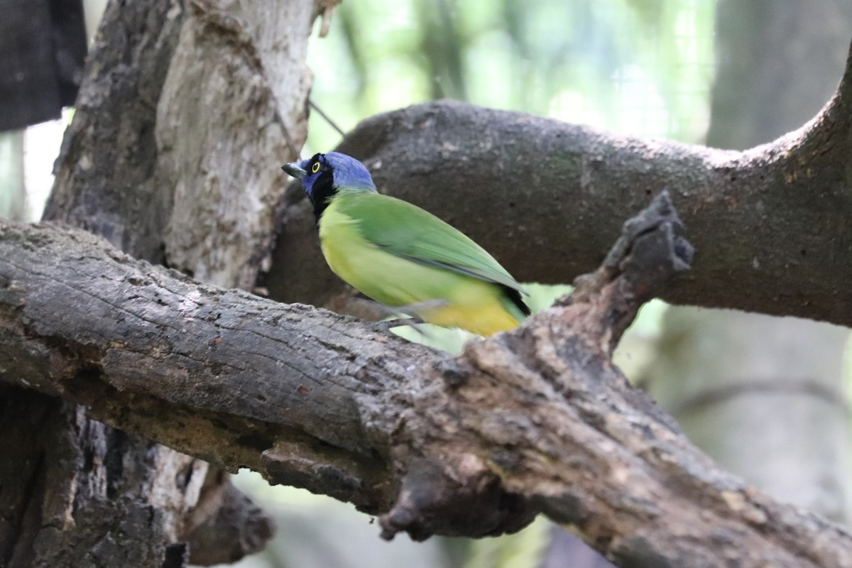 Green Jay - ML646250122