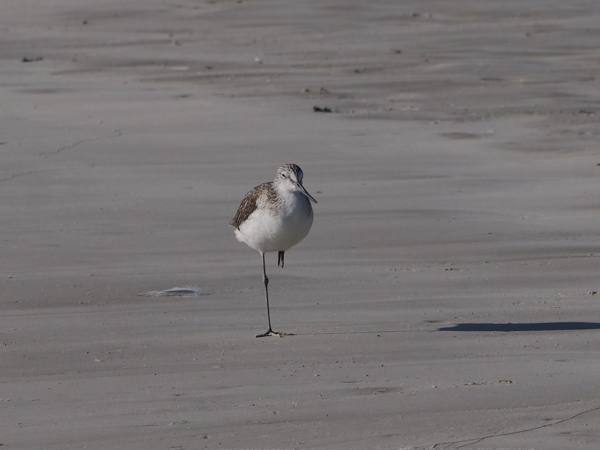 Common Greenshank - ML646250135