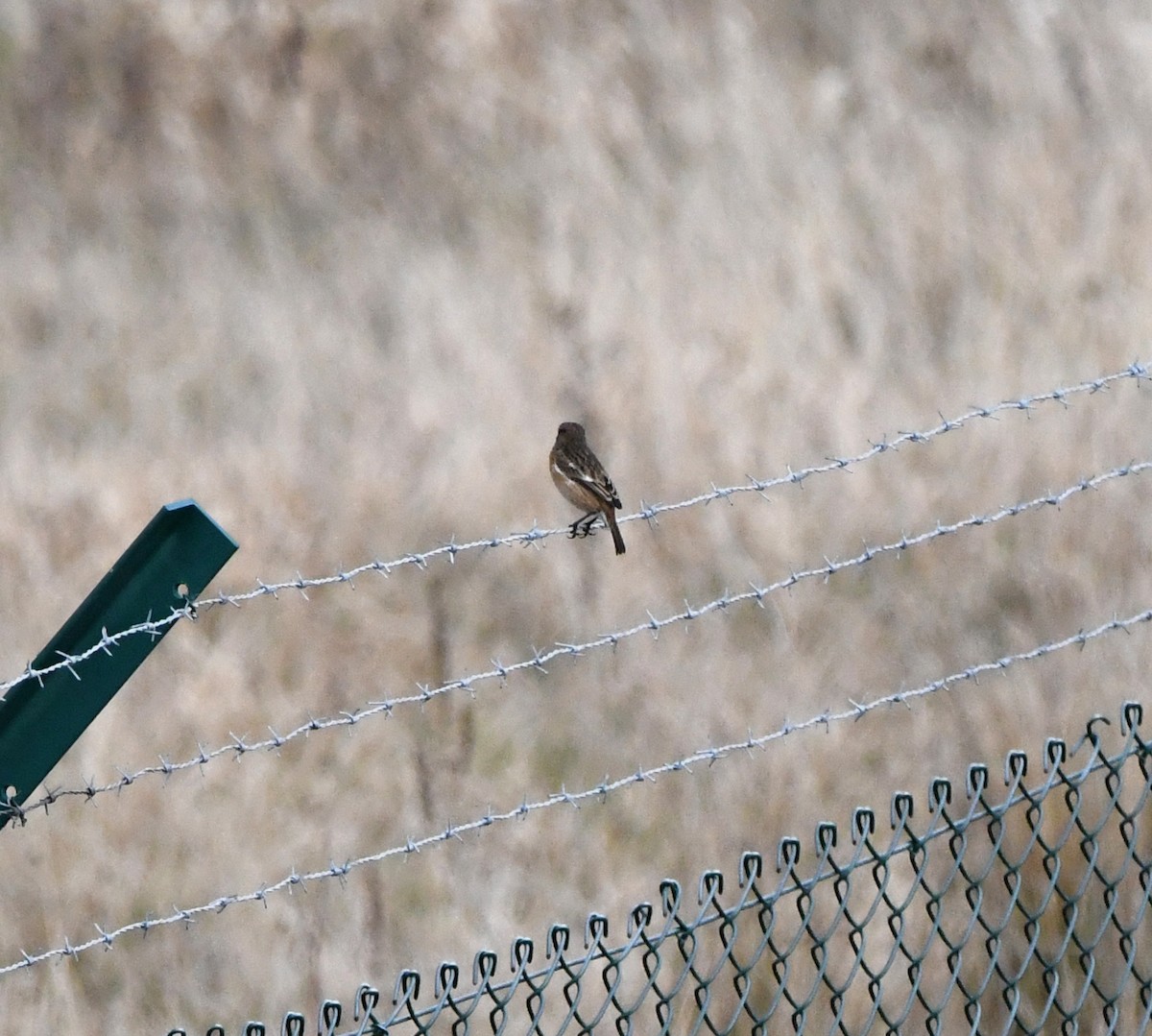 European Stonechat - ML646250149