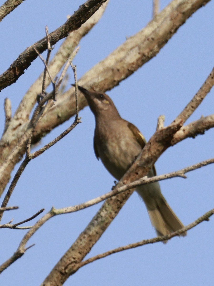Brown Honeyeater - ML646250152
