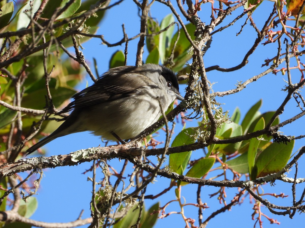 ズグロムシクイ - ML646250158