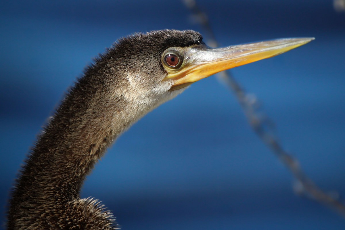 Anhinga - ML646250170