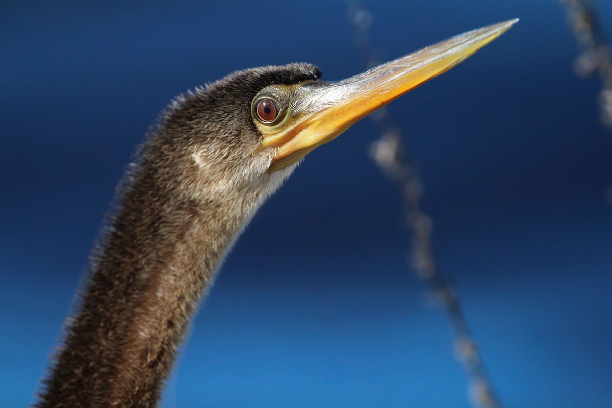 Anhinga - ML646250171
