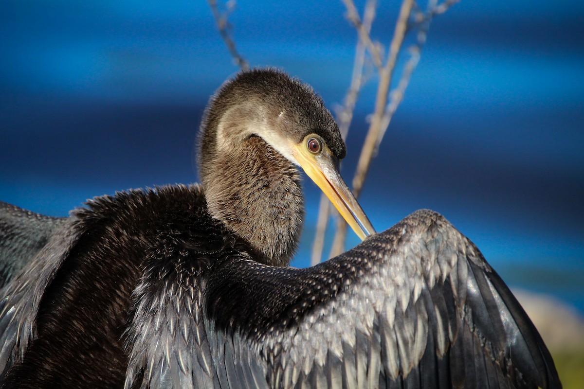 Anhinga - ML646250172